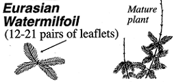 8.03.14C  Eurasian Watermilfoil [decal for use with 8.03.14A or 8.03.14B]