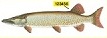 8.05.27B  [Muskellunge identification decal for use with 8.05.27A]