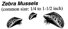 8.03.14H  Zebra Mussels [decal for use with 8.03.14A or 8.03.14B]